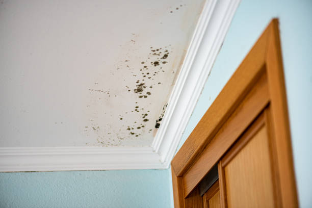 Best Attic Mold Removal  in North Merritt Island, FL